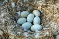 Mute swan nest with 7 eggs Royalty Free Stock Photo