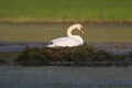 Mute swan nest Royalty Free Stock Photo