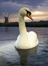 Mute Swan - Norfolk Broads - England Royalty Free Stock Photo