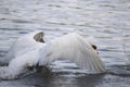 Mute swan with open wing take off Royalty Free Stock Photo