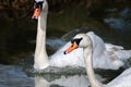 Mute swan paid swimming fast