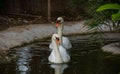 Mute Swan pair enjoying swimming in water