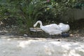 Mute Swan Pair Feeding in the Food Tray