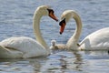 Mute Swan Pair with necks making a heart shape with one cygnet