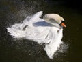 Mute Swan.