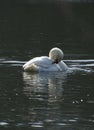 Mute Swan pluming and reflections