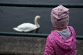 Mute swan in the pond, a backshot of a child busy with birdwatching