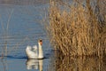 A Mute Swan on a pond of Grand parc de Miribel-Jonage