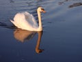 Mute swan swimming on evening lake