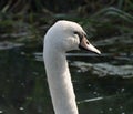 Mute swan portrait with water in the background Royalty Free Stock Photo