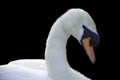 Mute swan portrait on black background Royalty Free Stock Photo