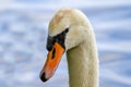 Mute Swan Portrait Cygnus Olor on plain background Royalty Free Stock Photo