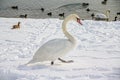 Mute Swan Royalty Free Stock Photo