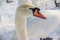 Mute Swan Royalty Free Stock Photo