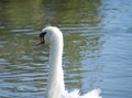 Mute Swan portrait with rippling water and a reflection of a tree Royalty Free Stock Photo