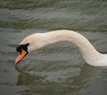 Mute Swan portrait in a river  in the rain Royalty Free Stock Photo