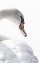 Mute Swan portret on lake isolated Royalty Free Stock Photo