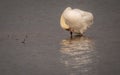 Mute swan preening alone in a lake