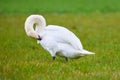 Mute swan preening feathers Royalty Free Stock Photo