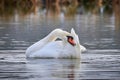 Mute swan preening feathers Royalty Free Stock Photo