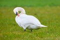 Mute swan preening feathers Royalty Free Stock Photo