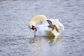 Mute swan preening feathers Royalty Free Stock Photo