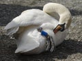 Mute swan