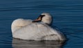 Mute swan preening itself in water