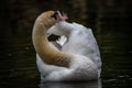Mute Swan preening in a quiet river tributary