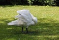 Mute swan preening on the riverbank Royalty Free Stock Photo