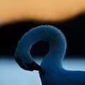 Mute Swan Preening at Sunset Royalty Free Stock Photo