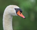 Mute swan profile portrait