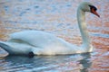 A mute swan in profile on a river Royalty Free Stock Photo
