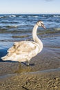 Mute Swan - profile