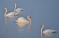 Mute swan quartet after dawn Lake Ontario Royalty Free Stock Photo