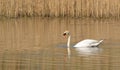 Mute Swan and reed Beds.