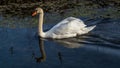 Mute swan is reflected in the water in the lÃÂ´nes near the Rhone River.