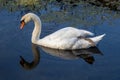 Mute swan is reflected in the water in the lÃÂ´nes near the Rhone River.