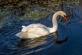 Mute swan is reflected in the water in the lÃÂ´nes near the Rhone River.