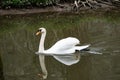 Mute swan reflecting on glassy river