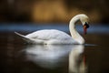 Mute Swan Reflection on water Royalty Free Stock Photo