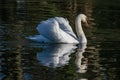 Mute swan and reflection in winter Royalty Free Stock Photo