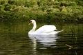 Mute Swan reflections Royalty Free Stock Photo