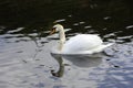 Mute Swan reflections Royalty Free Stock Photo