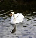 Mute Swan reflections Royalty Free Stock Photo