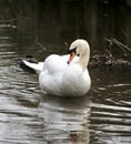 Mute swan in a river Royalty Free Stock Photo