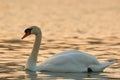 Mute Swan in the river at sunrise. Royalty Free Stock Photo