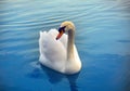 Mute swan said most beautiful regal bird Royalty Free Stock Photo