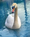 Mute swan said most beautiful regal bird Royalty Free Stock Photo