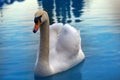 Mute Swan said most beautiful Regal bird Royalty Free Stock Photo